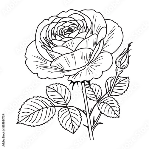 Rose flowers sketch outline vector ,Rose flowers spring botanical line art drawing in engraving style,Rose flowers Coloring Page,Outline peony Isolated ,Hand drawn vector line art