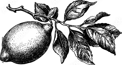 Vintage lemon illustration with a detailed outline and branch. A black and white vector illustration perfect for decor and graphic designs.