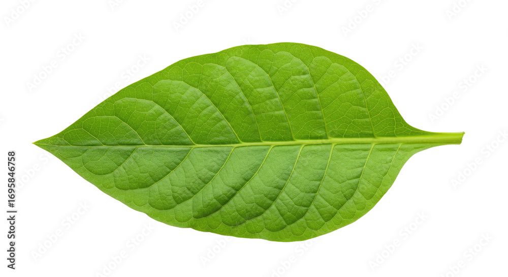 Obraz premium Single vibrant green leaf isolated on white 20.