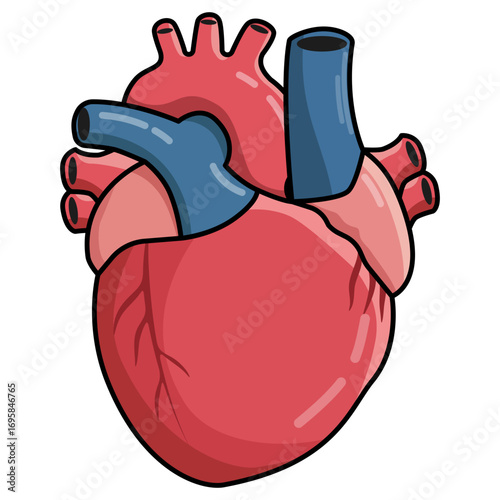 Human heart organ structure illustration. Anatomy of the circulatory system. Medical biology for education and healthcare, organ donation