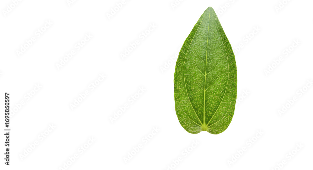 Fototapeta premium Single vibrant green leaf isolated on white 40.