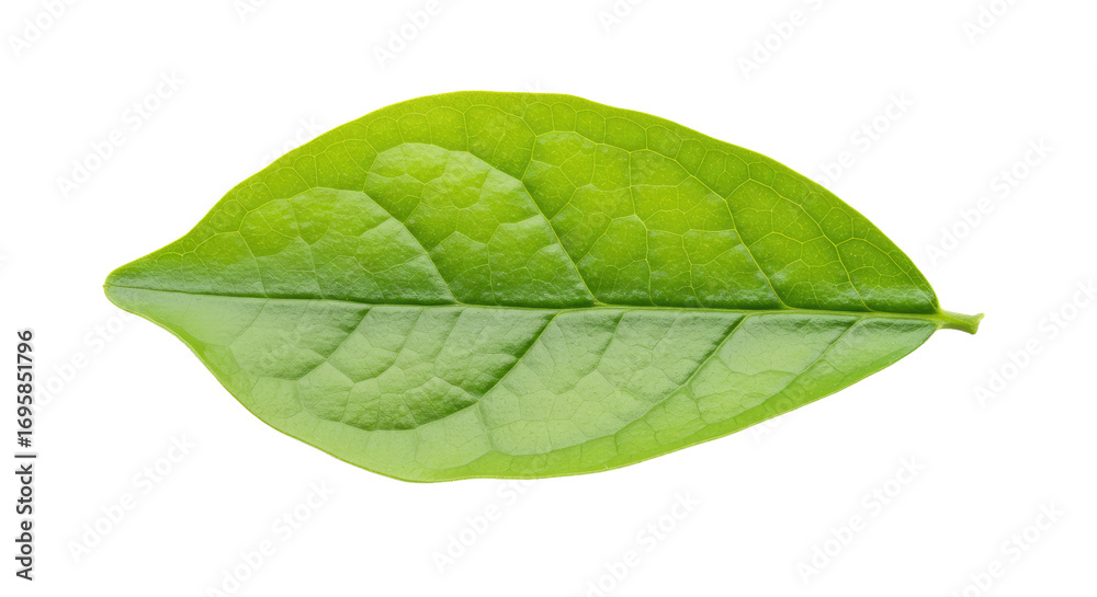 Obraz premium Single vibrant green leaf isolated on white 49.