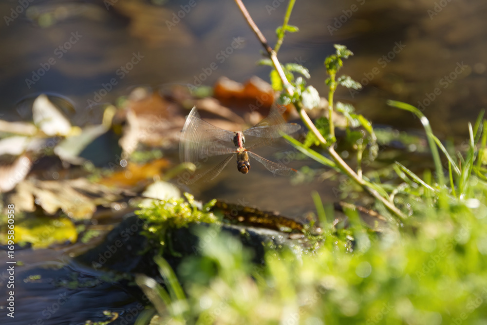 Naklejka premium dragonfly in flight in the sunshine, dragonfly with wings in motion in bright sunshine, the sun shines on a dragonfly in flight, dragonfly over pond, grasses all around