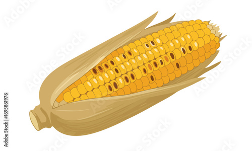 Close-up illustration of a fresh ear of corn with husk and kernels.
