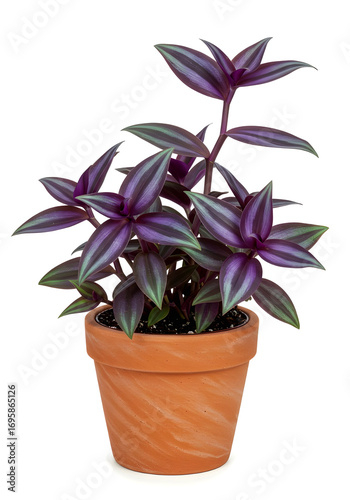 Tradescantia Zebrina in Terracotta Pot – Tanaman Tradescantia dalam Pot Tanah Liat
