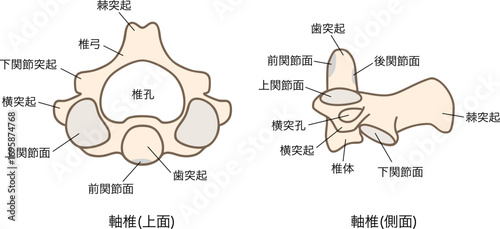 第二頸椎（軸椎）の解剖学：上面図と側面図