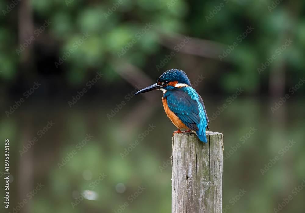 Obraz premium Blue and orange bird perched on wooden post.