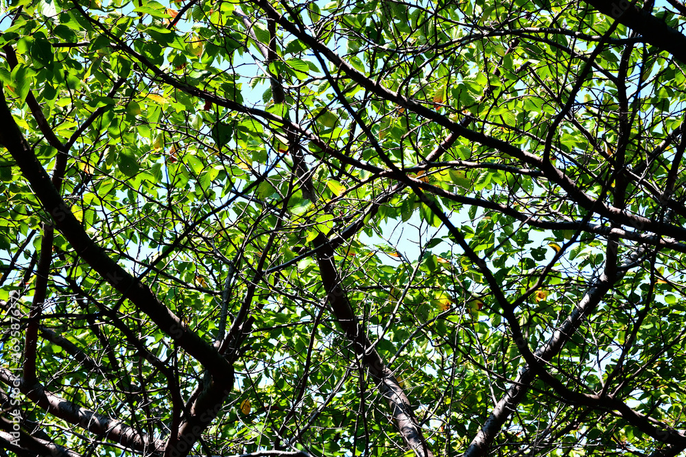 Obraz premium 樹々 木洩れ陽