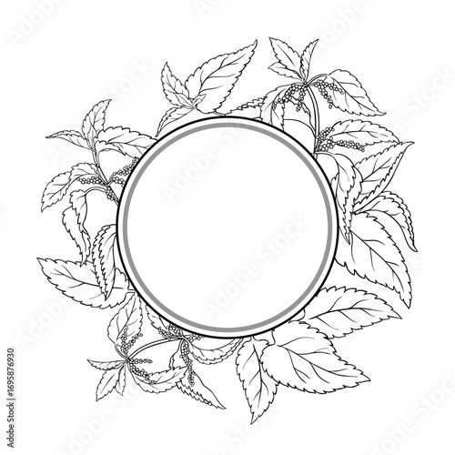 Nettle Plant with Flowers and Leaves Outline Round Frame. Ingredient for cosmetics, health care, alternative medicine. Vector isolated for design or decoration.