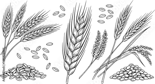 Ear of Wheat and Grain Isolated on White Background – Organic Agriculture, Barley, Rice, Millet, Natural Food and Bread Crop Vector Illustration