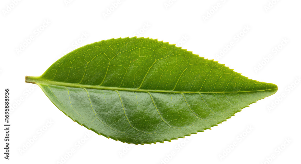 Fototapeta premium Single vibrant green tea leaf close up.