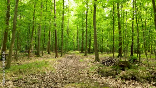 walking in beautiful lush green forest path