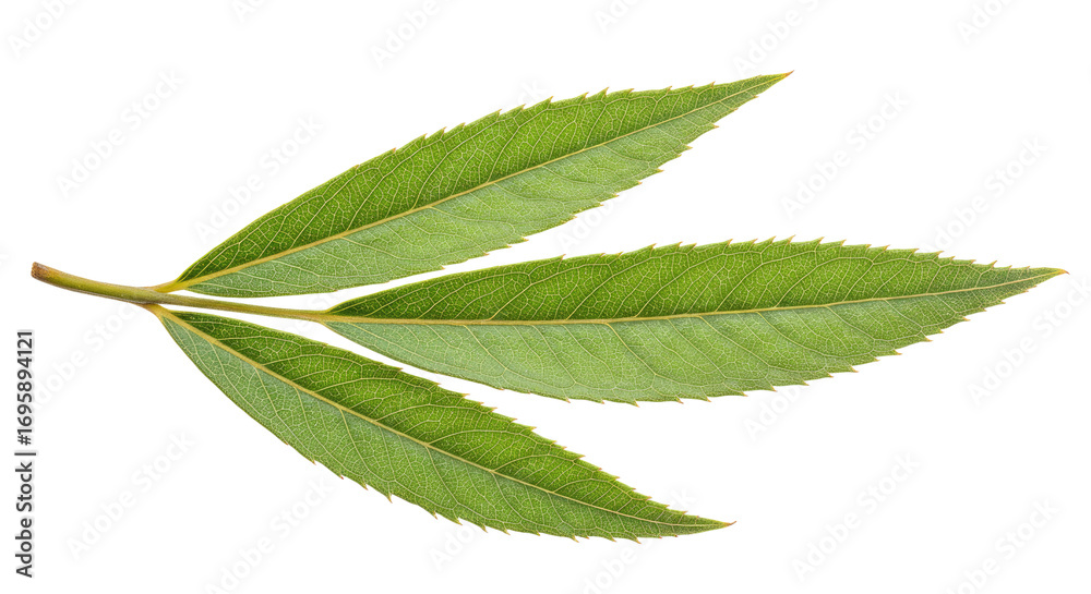 Fototapeta premium Three vibrant green leaves on a stem.