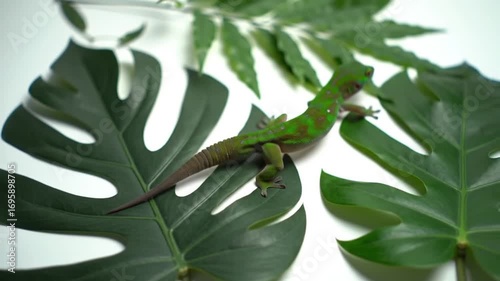 Green lizard moving across large leaves