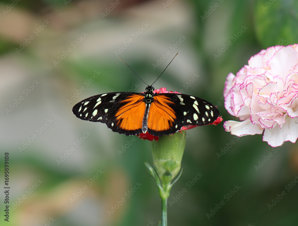 Fototapeta premium Tiger-Passionsblumenfalter - Tiger longwing