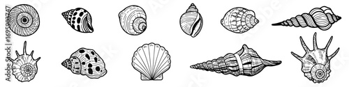 Black and white outline seashells. Linear images of sea shells isolated on white background. Vector illustration.