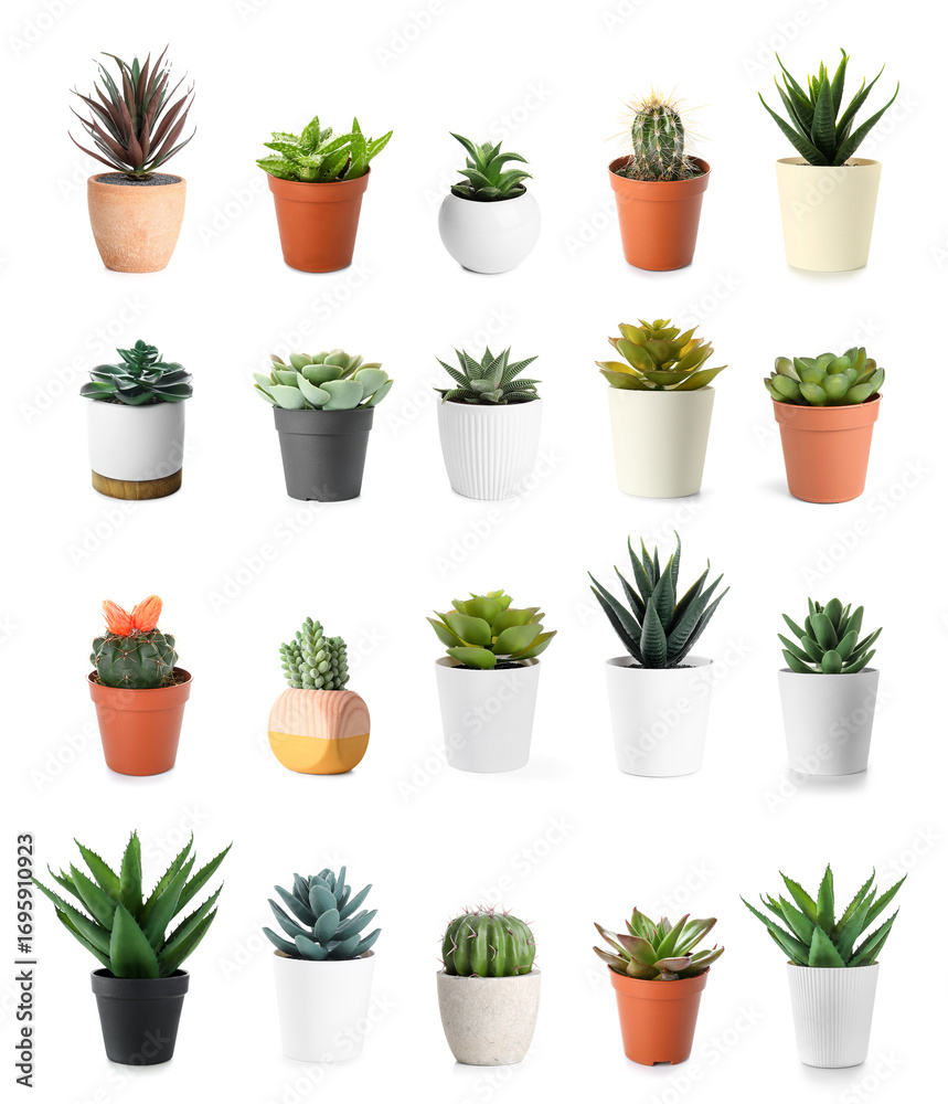 Fototapeta premium Set of succulents and cacti on white background