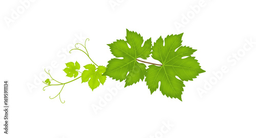Beautiful young grape leaves