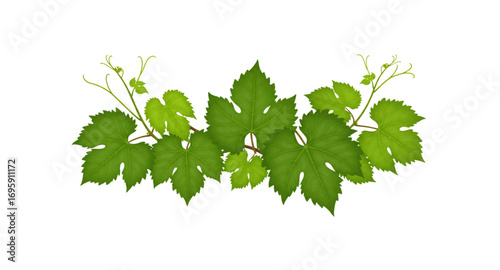 Dark green leaves of Muscat grapes 