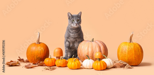 Cute cat with pumpkins, mus...