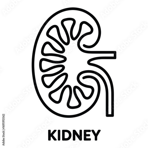 Kidney Line Icon - Human Organ Medical Symbol