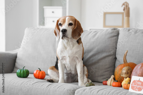 Cute Beagle dog with pumpki...