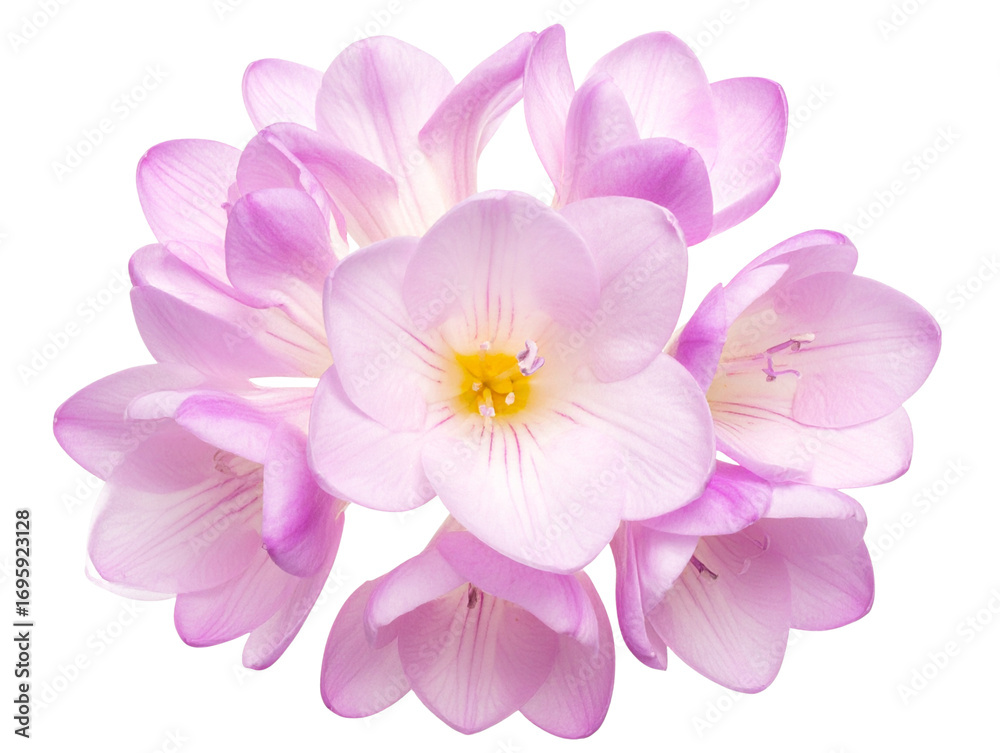 Fototapeta premium Pink Freesia Blossom Cluster, Top-Down Perspective, Transparent PNG