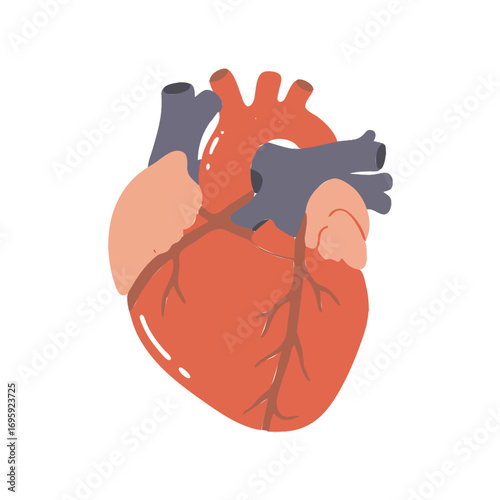 Human Heart Anatomy Illustration Medical Science Healthcare Organ Blood Circulation