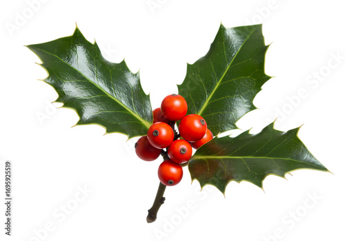 Christmas Holly Sprig with Red Berries and Green Leaves - Festive Winter Botanical Illustration isolated on transparent background