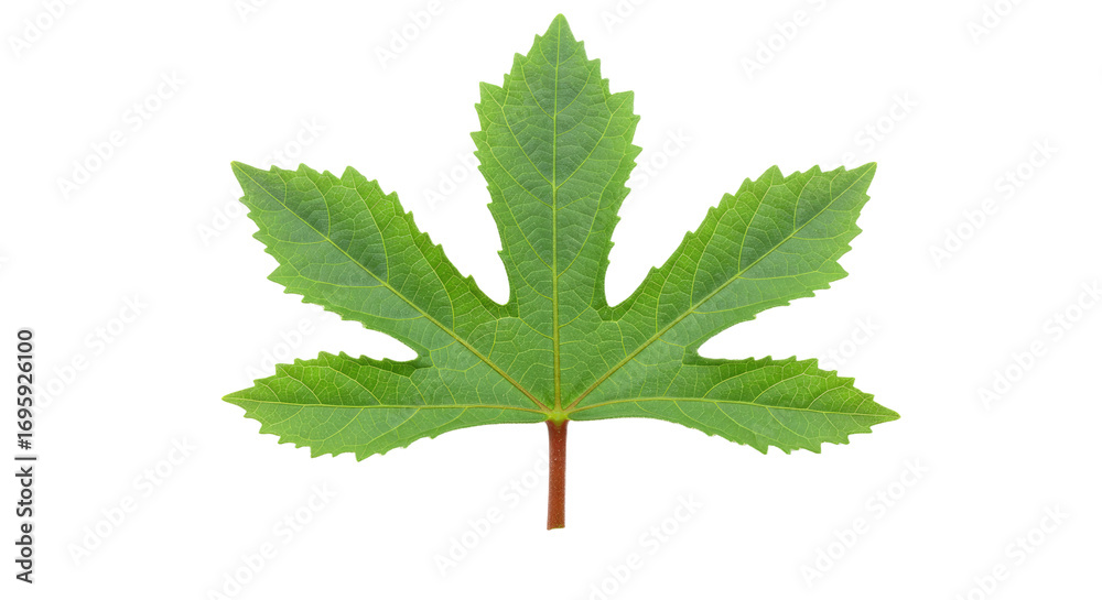 Fototapeta premium vibrant green leaf with serrated edges.