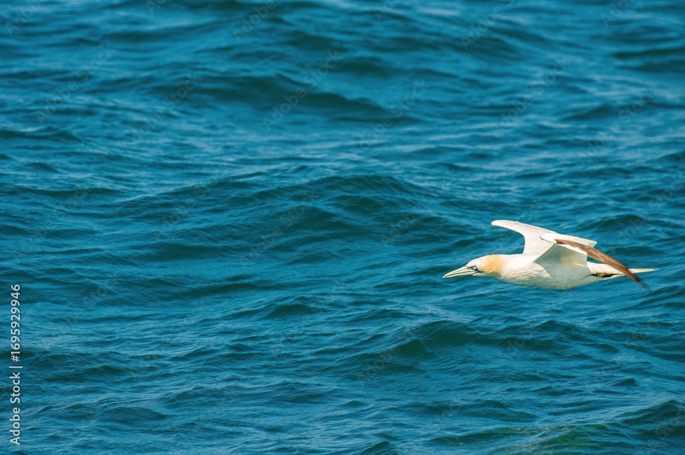 Obraz premium Northern gannet (Morus bassanus) flying low over blue ocean water. Seabird in motion with wings outstretched, captured in natural habitat in clear daylight.