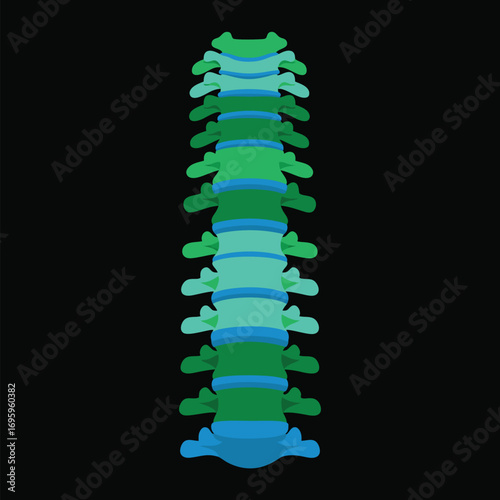Detailed Medical Illustration of the Human Spine Vertebral Column with Intervertebral Discs and Structure for Anatomy Education