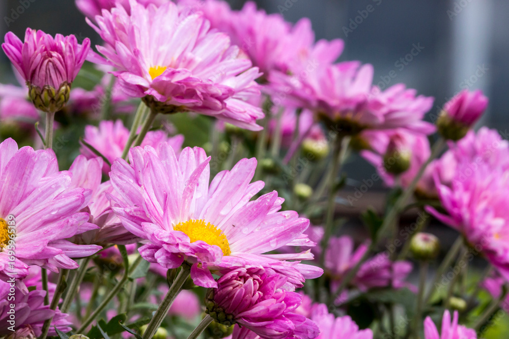 Obraz premium garden chrysanthemum. colorful detailed macro photo of a flower on a blurred background with highlights and bokeh. space for text. natural beauty. close-up.