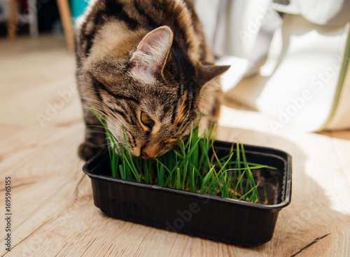 A tabby cat is sitting on the floor. Nearby there is a pot of grass for the health of pets. The concept of pet care and healthy nutrition of domestic cats.
