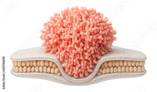 Postsynaptic density appearing as a thickened area on the postsynaptic membrane