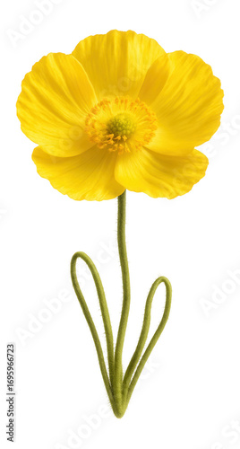 Arctic poppy with bright yellow petals and hairy stems