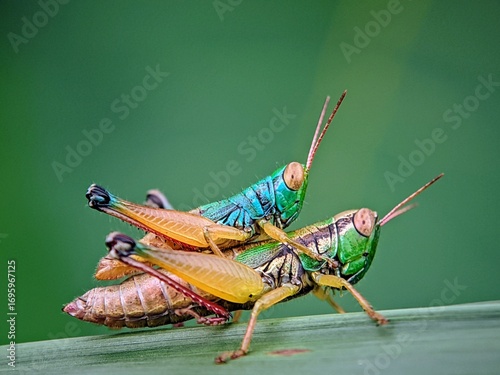 Photos Grasshopper Behavior: Unique Mating Moments of Insects of the Order Orthoptera (Grasshoppers) in a Green and Beautiful Wild Nature Setting