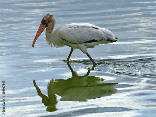 a  vagrant, tropical juvenile wood stork  looking for fish  I summer in the reeds along the shoreline of alexx and michaeal's pond in broomfield, colorado 