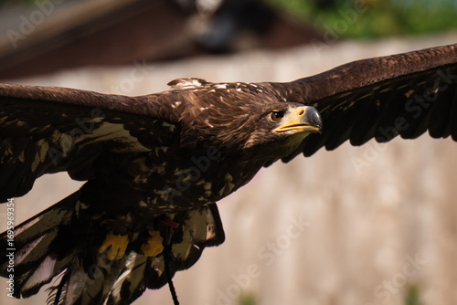white tailed eagle in flight