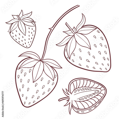 Vector art of a detailed strawberry illustration, , showcasing whole and halved berries with seeds, perfect for botanical or foodrelated designs