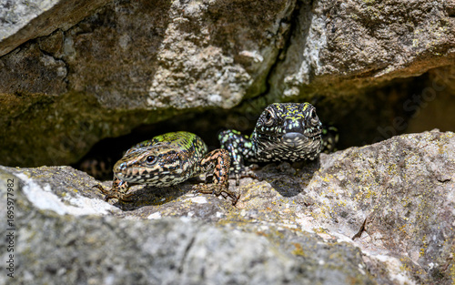 Two common wall lizards peeking out of a crevice rocks in Bristol