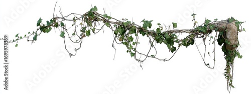 Intricate vine with numerous branches and leaves cascading downward