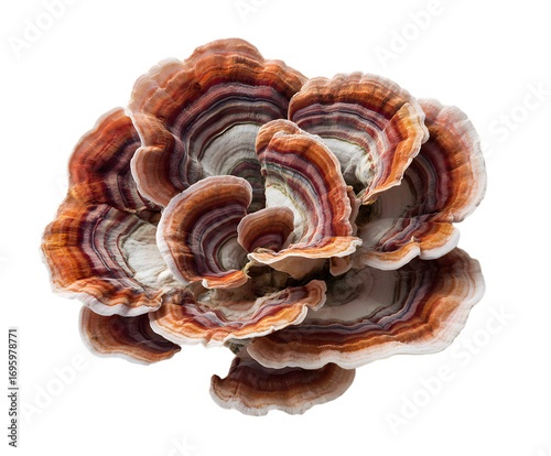 Vibrant Turkey Tail fungus detail. Nature, health, alternative medicine.