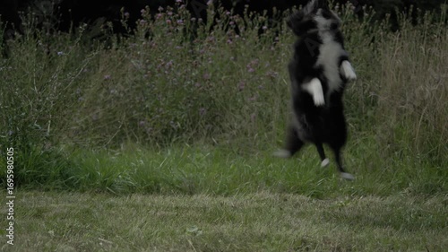 Sheltie Dog Walking Happily in Nature