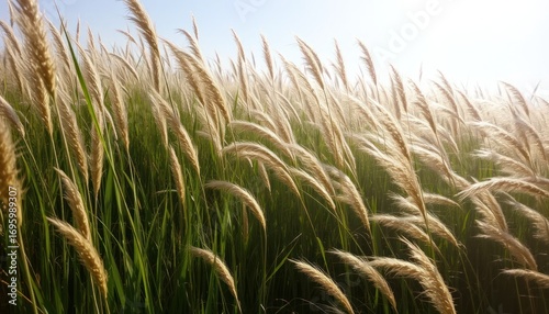 Golden Tall Grass Field with Sunlight in Nature
