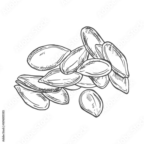 Pumpkins seeds vector superfood drawing. Isolated hand drawn illustration on white background. Organic healthy food. Great for banner, poster, label, sign