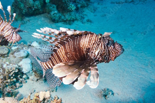 Foto A lionfish swims gracefully over a coral reef in clear blue waters