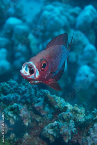 Close-up of a bigeye bass with an open mouth swimming near a coral reef in clear blue ocean water.