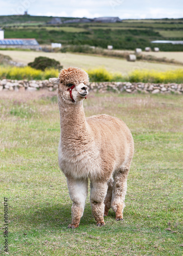Charming, fluffy light brown alpaca with a red halter stands on a grassy field, looking alert and curious against framed by a rural stone wall and fields. Farm animals concept. (Lama pacos) 