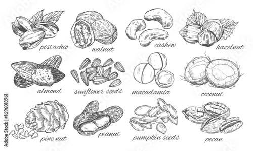 Vector set of hand sketched nuts on white background in vintage style: hazelnut, almonds, peanuts, walnut, cashew, brazilian nut, chestnut, macadamia, pistachios, pine nuts, coconut
